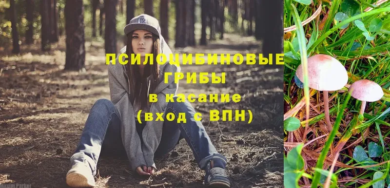 Галлюциногенные грибы Psilocybe  Артёмовск 